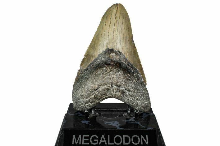 Fossil Megalodon Tooth - North Carolina #355829